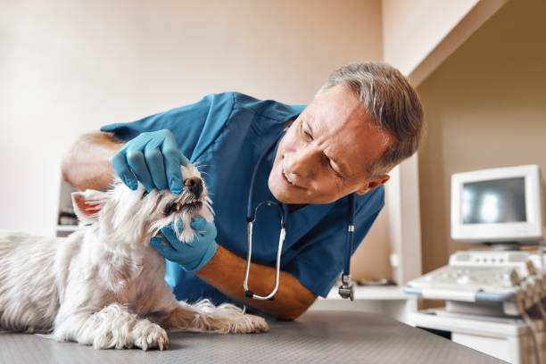 Best Urgent Dental Care for Toothache in Culloden, WV